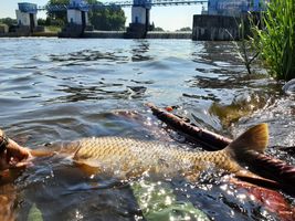 Labe 20 pod elektrárnou v Hradištku - ulovený metrový kapr navrácen vodě 31.7.22.jpg